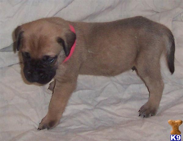 Mastiff Puppies